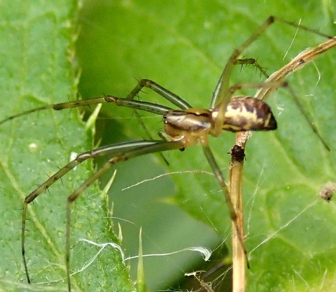 Linyphia cf. triangularis